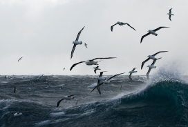 惊涛骇浪上的飞翔海鸥