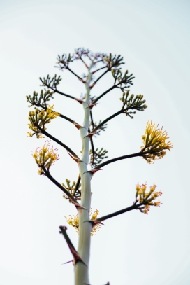 春季香椿植物图