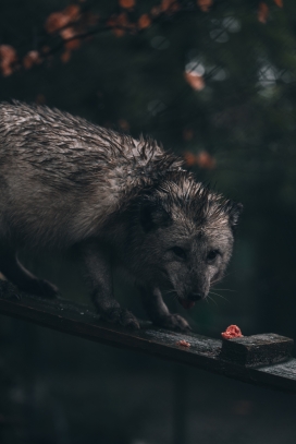 觅食的狼獾动物图