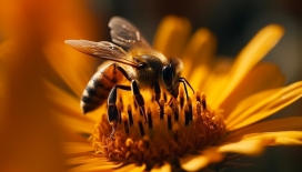 采花蜜的大蜜蜂