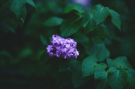 紫色欧丁香花