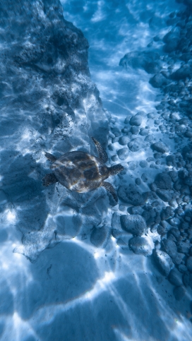蓝色海底中的海龟图