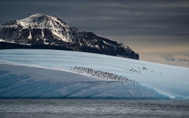 雪山脚下的北极企鹅群图片
