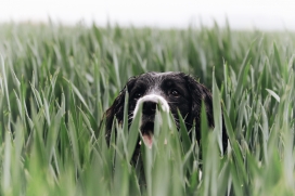躲在绿色草丛中的史宾格犬动物图