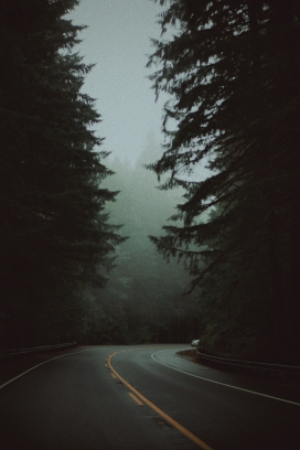 早晨森林公路图片