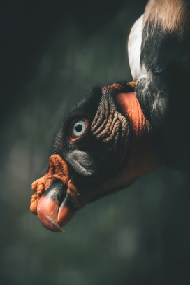 觅食的王鹫鸟
