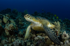 海底海龟图