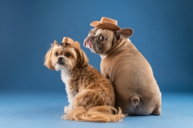 2只戴帽子牌写真的宠物犬
