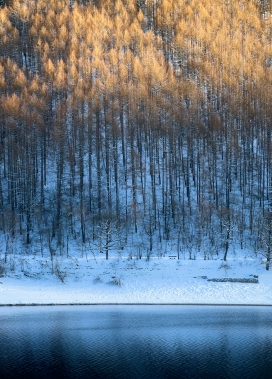 冬季松树林河流
