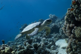 深海中游泳的海龟
