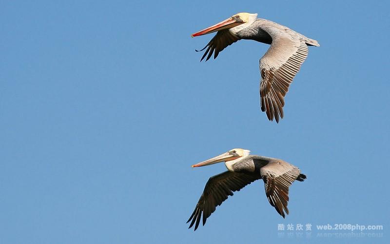 〓 分享09年大自然鸟类图片:当前为类型:欧莱凯