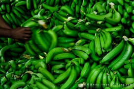 拉丁美洲香蕉种植园采摘工人摄影欣赏