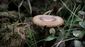 挪威Norwegian Fall秋季森林树枝结巴蘑菇植物微距近距摄影