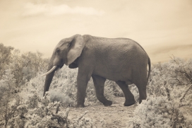 Infrared Elephant红外大象
