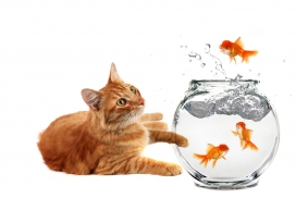 高清晰动物之猫和金鱼摄影图片