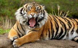 高清晰野生猫科猛兽动物摄影-老虎-狮子-豹子