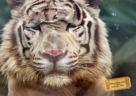 印度Nehru Zoological Park动物保护平面广告