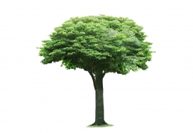 高清晰大自然植物摄影欣赏-绿茵茵的大树