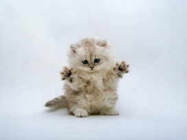 欧美高清晰动物-宠物猫狗摄影图