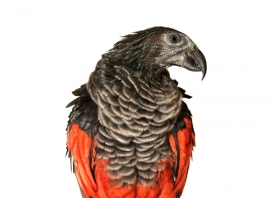 动物摄影-飞禽类鸟类图