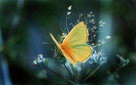 高清晰昆虫微距摄影-蝴蝶