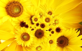 植物花摄影-高清晰向日葵
