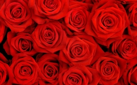 高清晰玫瑰花摄影图
