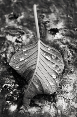 欧美INSCAPE SERIES - Textures黑白植物摄影欣赏-纹理纹路