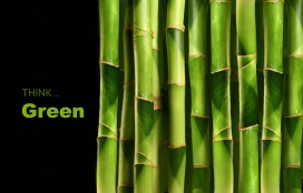 春天来了！高清晰绿色主题植物摄影-竹子-绿叶