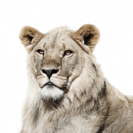 欧美Animal Portraits动物肖像摄影