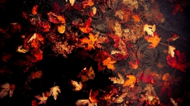 秋天来了！高清晰枫树叶摄影图