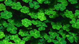 高清晰植物绿叶摄影图