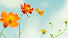 高清晰植物微距摄影-花草
