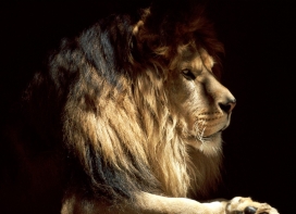 高清晰猫科动物摄影-老虎-狮子-豹
