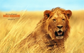 威猛的雄狮子-lion