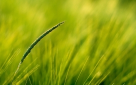 高清晰芦苇-小麦植物微距壁纸