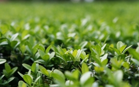 嫩苗-高清晰绿色植物微距摄影欣赏壁纸