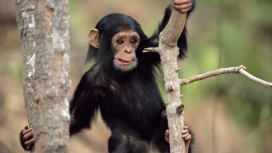 婴儿猴-高清晰黑猩猩&金丝猴动物壁纸