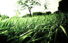 绿草-高清晰植物草壁纸