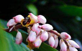 蜂-高清晰植物花摄影壁纸