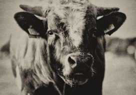 农村牧场-荷兰Robert Peek Fotografie摄影师黑白复古摄影作品