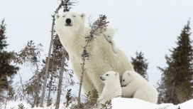 快乐北极熊家族-雪地里熊妈妈与它的三个宝宝