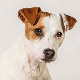 DOG FACE-千姿百态的宠物狗照片-美国Barbara OBrien动物摄影师作品