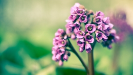 高清晰粉紫色花瓣植物壁纸