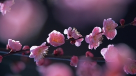 高清晰粉红色的春天花朵壁纸