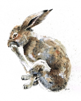 乐趣观赏“袋鼠野兔”动物插画-英国纽卡斯尔Jina Gelder插画师作品
