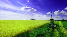 高清晰美丽绿色农作物春天风景壁纸
