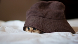 躲猫猫的小猫