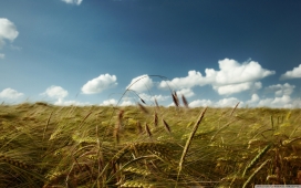 夏季风-高清晰蓝天下的小麦壁纸