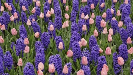 美丽提神的紫色薰衣草&百合花壁纸